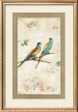 Hooded Parrot