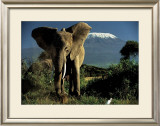 Buy Kenyan Elephant at AllPosters.com