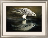 Buy Drinking Falcon at AllPosters.com