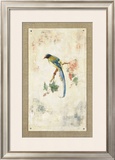 Blue Magpie