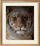 Tiger Portrait