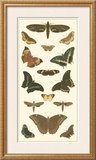 Buy Cramer Butterfly Panel II at AllPosters.com
