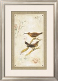 Long-Billed Sunbird