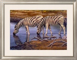 Buy Zebras Drinking at AllPosters.com