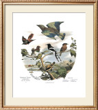 Asian Birds