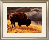 Buy Buffalo at AllPosters.com