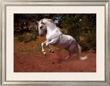 Buy Horse at AllPosters.com