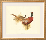 Buy Ring Necked Pheasant at AllPosters.com
