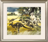 Kangaroo
