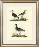 Selby Sandpipers II