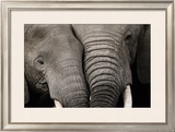 Calin d'Elephants