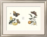 Buy Entomology II at AllPosters.com