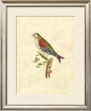 Buy Selby Birds VI at AllPosters.com