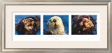 Otter Suite