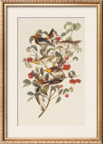 Audubon Warbler