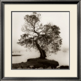 Coast Oak Tree