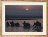 Elephants Lumber into River at Sonpur