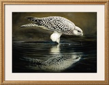 Buy Drinking Falcon at AllPosters.com