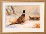 Cock and Hen Pheasant