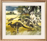 Kangaroo