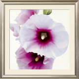 Buy White Hollyhock I at AllPosters.com