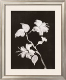 Buy Midnight Hibiscus at AllPosters.com