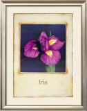 Buy Iris at AllPosters.com