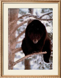 Buy Out on Limb at AllPosters.com
