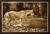 Buy The Crossing at AllPosters.com
