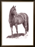 Buy Calypso Pony at AllPosters.com