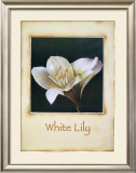 White Lily