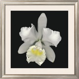 Cattleya