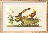 Pheasants