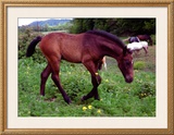 Buy Horse at AllPosters.com