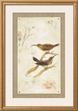 Long-Billed Sunbird