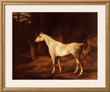 Buy Forest Dapple at AllPosters.com