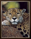Jaguar Portrait