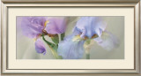 Buy Iris XXII at AllPosters.com