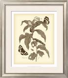 Buy Nature Study in Sepia I at AllPosters.com