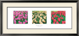 Buy Tulip Panel at AllPosters.com