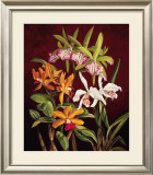 Buy Orchid Trio II at AllPosters.com