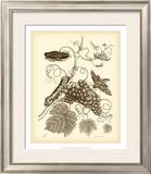 Buy Nature Study in Sepia III at AllPosters.com