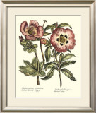 Buy Framboise Floral IV at AllPosters.com
