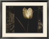 Buy White Tulipa I at AllPosters.com