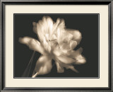 Buy Double Dappled II at AllPosters.com