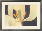 White Tulip