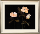 Buy Midnight Anemones II at AllPosters.com