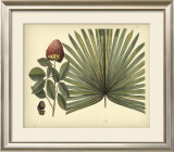 Buy Antique Brazilian Palm at AllPosters.com