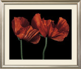 Buy Papaver Orientale I at AllPosters.com