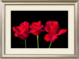 Buy Red Roses at AllPosters.com